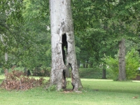 Hollow tree - but it's still alive